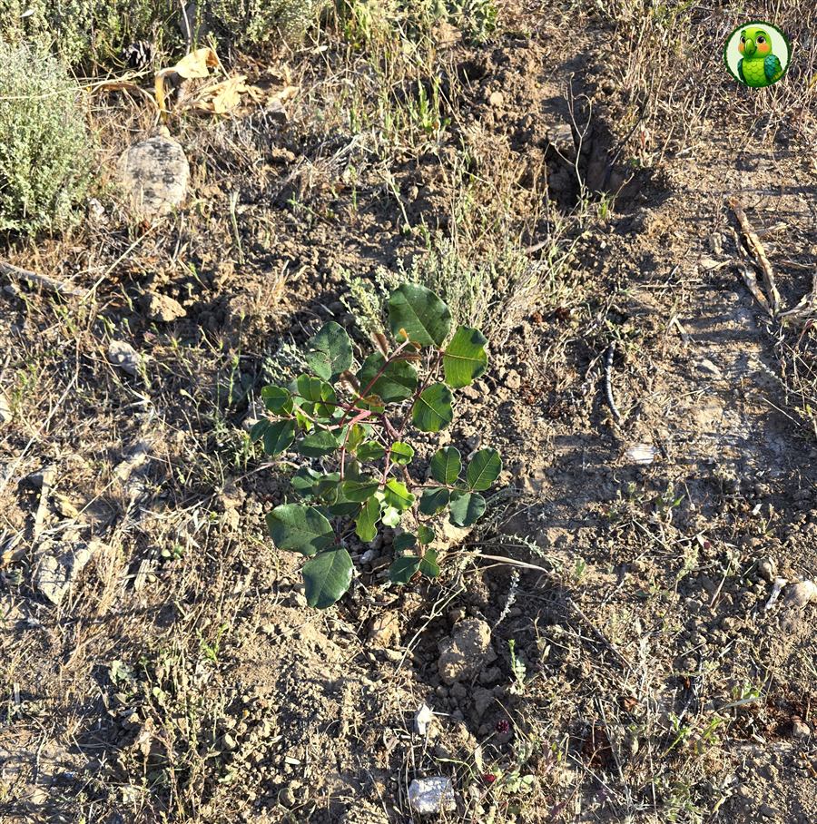 Frisch gepflanzter Lorbeerbaum-Setzling im trockenen türkischen Boden