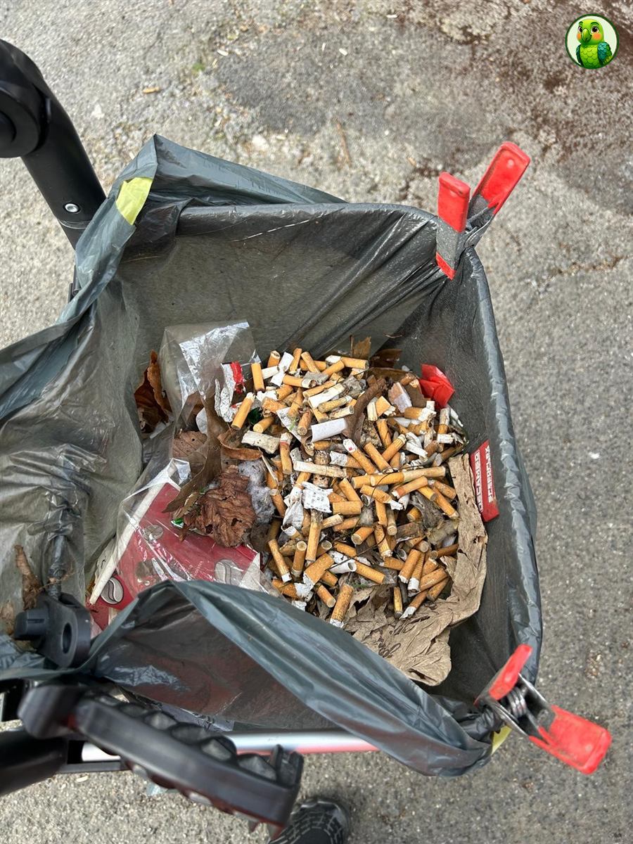 Ein voller Müllsack mit gesammelten Zigarettenkippen von einer Sammelaktion